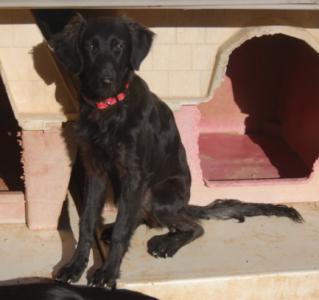 Heather, Settermischling, geb. 04/15, sucht eine Familie, weibl.-kastr. - noch in Spanien