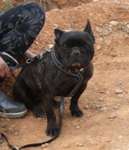 Lara-NOTFALL, frz. Bulldogge, geb. 03/11, sucht IHRE Menschen!