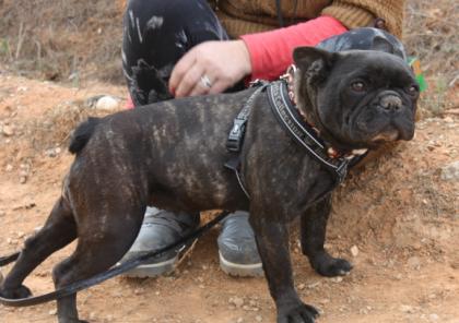 Lara-NOTFALL, frz. Bulldogge, geb. 03/11, sucht IHRE Menschen!
