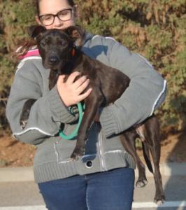 Lea-NOTFALL, Boston Terrier Mix, geb. 10/13, weibl.-kastr. - noch in Spanien