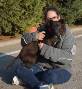 Lea-NOTFALL, Boston Terrier Mix, geb. 10/13, weibl.-kastr. - noch in Spanien