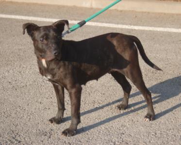 Lea-NOTFALL, Boston Terrier Mix, geb. 10/13, weibl.-kastr. - noch in Spanien