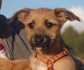 Nala, süßes Yorkie-Rauhaardackel-Mädchen, geb. 11/15, sucht Familienanschluss - noch in Spanien