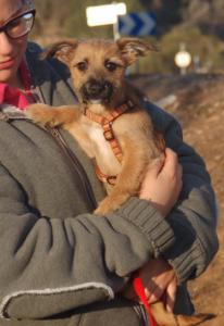 Nala, süßes Yorkie-Rauhaardackel-Mädchen, geb. 11/15, sucht Familienanschluss - noch in Spanien