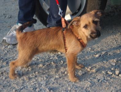 Nala, süßes Yorkie-Rauhaardackel-Mädchen, geb. 11/15, sucht Familienanschluss - noch in Spanien