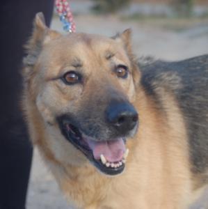 Tati-NOTFALL, Schäferhundmix, geb. 09/09, weibl.-kastr., sucht liebevolle Menschen!
