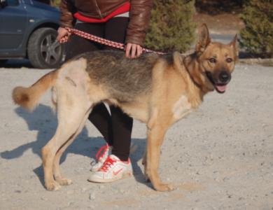 Tati-NOTFALL, Schäferhundmix, geb. 09/09, weibl.-kastr., sucht liebevolle Menschen!
