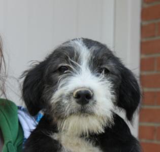 Viento, süßes Hundebaby, Griffon Mix, geb. 11/15, männlich - noch in Spanien