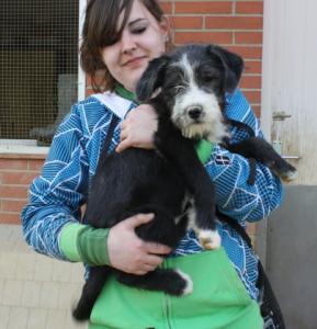 Viento, süßes Hundebaby, Griffon Mix, geb. 11/15, männlich - noch in Spanien