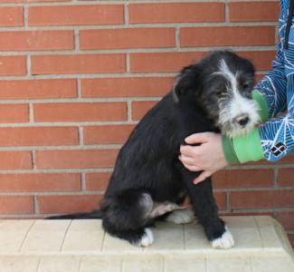Viento, süßes Hundebaby, Griffon Mix, geb. 11/15, männlich - noch in Spanien