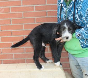 Viento, süßes Hundebaby, Griffon Mix, geb. 11/15, männlich - noch in Spanien