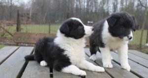 Bildhübsche Border Collie Welpen