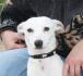 Avena, zarter Jack Russell Mix, geb. 03/13, weibl.-kastr. sucht liebevolle Menschen!