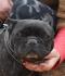 Lara-NOTFALL, frz. Bulldogge, geb. 03/11, sucht IHRE Menschen!