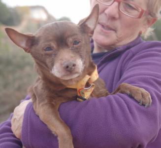 Alvar-NOTFALL-Senior, geb. 02/03, Chihuahua Mix, männl.-kastr. - noch in Spanien