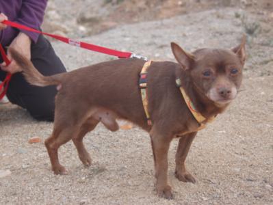 Alvar-NOTFALL-Senior, geb. 02/03, Chihuahua Mix, männl.-kastr. - noch in Spanien