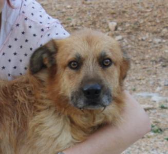 Canut, Gos d'Atura Mix, geb. 05/12, männl.-kastr. - noch in Spanien