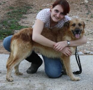 Canut, Gos d'Atura Mix, geb. 05/12, männl.-kastr. - noch in Spanien
