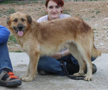 Canut, Gos d'Atura Mix, geb. 05/12, männl.-kastr. - noch in Spanien