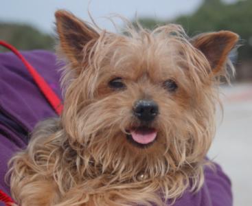 Duki-Senior, Yorkshire Terrier, geb. 05/02, männl.-kastr. - noch in Spanien