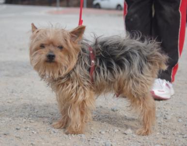 Duki-Senior, Yorkshire Terrier, geb. 05/02, männl.-kastr. - noch in Spanien