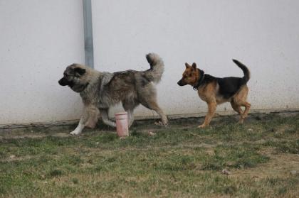 schöner Schäferhundrüde sucht Traumzuhause.