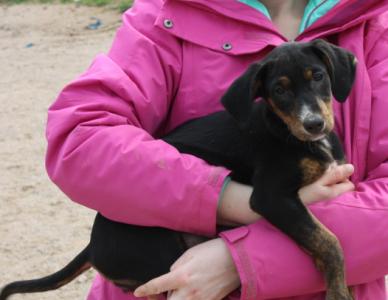 Betty, ein süßes aufgeschlossenes Welpchen!