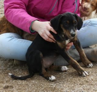 Betty, ein süßes aufgeschlossenes Welpchen!