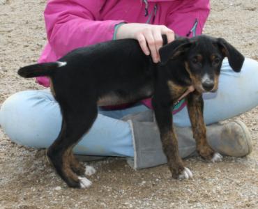Betty, ein süßes aufgeschlossenes Welpchen!