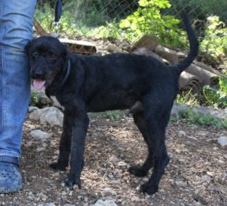 Dani-NOTFALL, ein reizender Perro de Agua Mix (span. Wasserpudel)