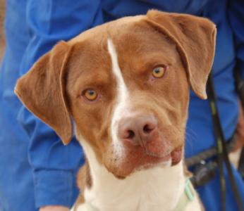 Hector, ein junger Pointer, sucht bewegungsfreudige Menschen!