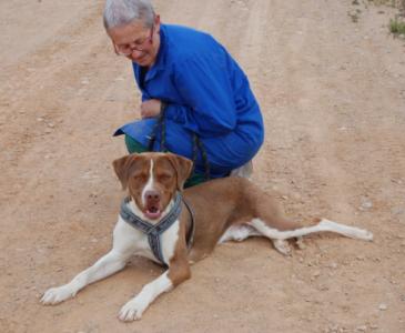 Hector, ein junger Pointer, sucht bewegungsfreudige Menschen!