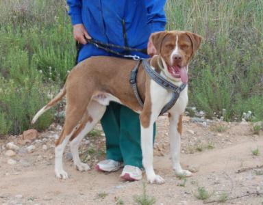 Hector, ein junger Pointer, sucht bewegungsfreudige Menschen!