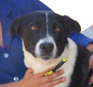 Nina, eine zärtliche Border Collie Mix Hündin!