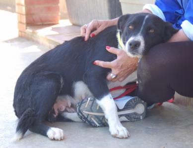 Nina, eine zärtliche Border Collie Mix Hündin!