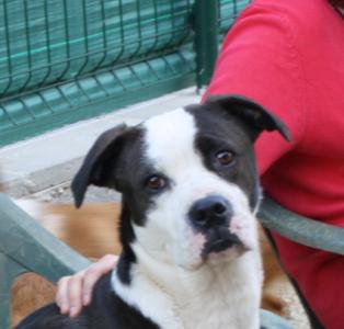 Nuka liebt Menschen sehr, Basset-Boxer Mix, geb. 10/14
