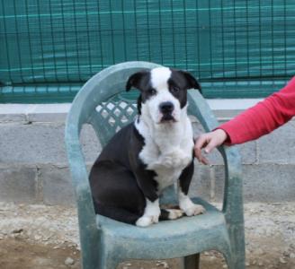 Nuka liebt Menschen sehr, Basset-Boxer Mix, geb. 10/14
