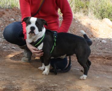 Nuka liebt Menschen sehr, Basset-Boxer Mix, geb. 10/14