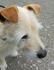 Hunde-Opi,Bobby sucht neues Zuhause, Tierschutz Andalusien