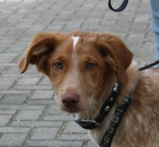Benny, ein lustiger Welpe, wartet auf Sie in Nordbayern!