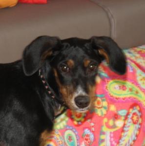 Betty, eine lustige Welpin, wartet in Nordbayern!