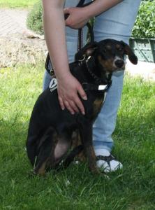 Betty, eine lustige Welpin, wartet in Nordbayern!