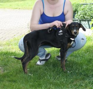 Betty, eine lustige Welpin, wartet in Nordbayern!