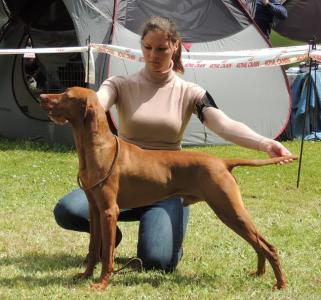 Magyar Vizsla Welpen in Sostoi Vadasz Kennel