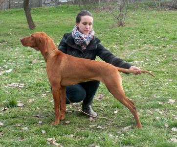 Magyar Vizsla Welpen in Sostoi Vadasz Kennel