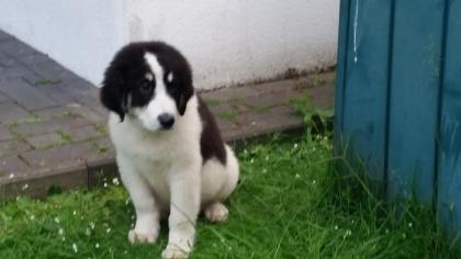 Bucovina rumänischer Shepherd Hirtenhund Welpen