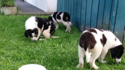 Bucovina rumänischer Shepherd Hirtenhund Welpen