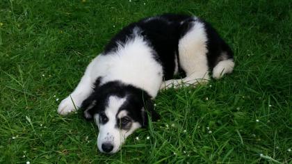 Bucovina rumänischer Shepherd Hirtenhund Welpen