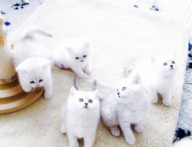 5 süße reinrassige BKH (Britisch Kurzhaar) Kitten mit Stammbaum suchen liebevolles Zuhause