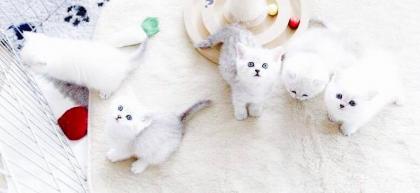 5 süße reinrassige BKH (Britisch Kurzhaar) Kitten mit Stammbaum suchen liebevolles Zuhause
